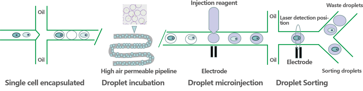 DREM cell1