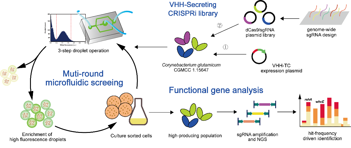 天木生物DREM cell成功助力全基因组CRISPRi 微流控筛选揭示谷氨酸棒杆菌高效分泌蛋白的关联基因